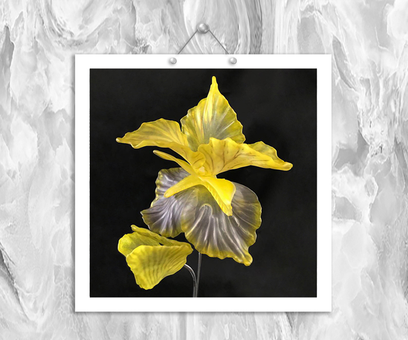 iris