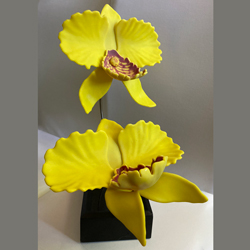 orchid
